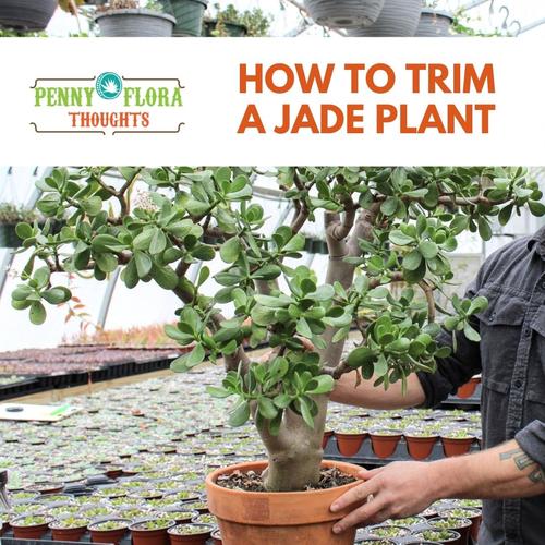 How to Trim Your Jade | Groovy Plants Ranch LLC  The Groovy Plants Ranch  LLC