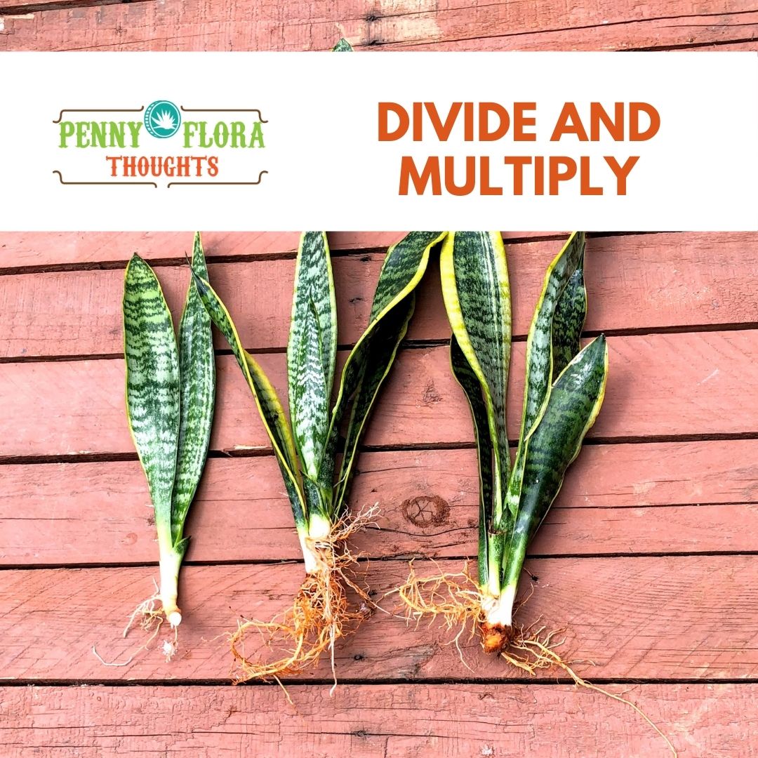 Divide and Multiply | Penny Flora Thought Blog  The Groovy Plants Ranch LLC