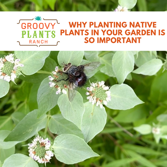 Why Planting Native Plants in Your Garden is so Important