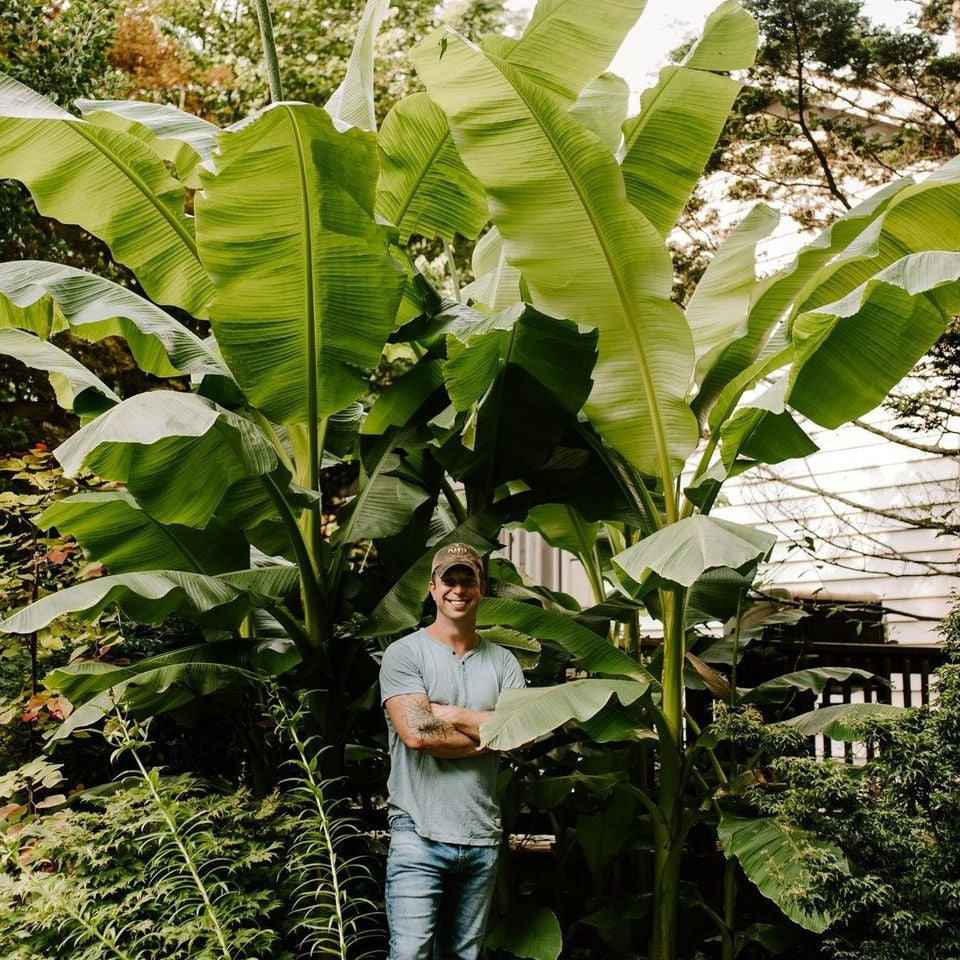 Ohio Winter Hardy Bananas – The Groovy Plants Ranch LLC