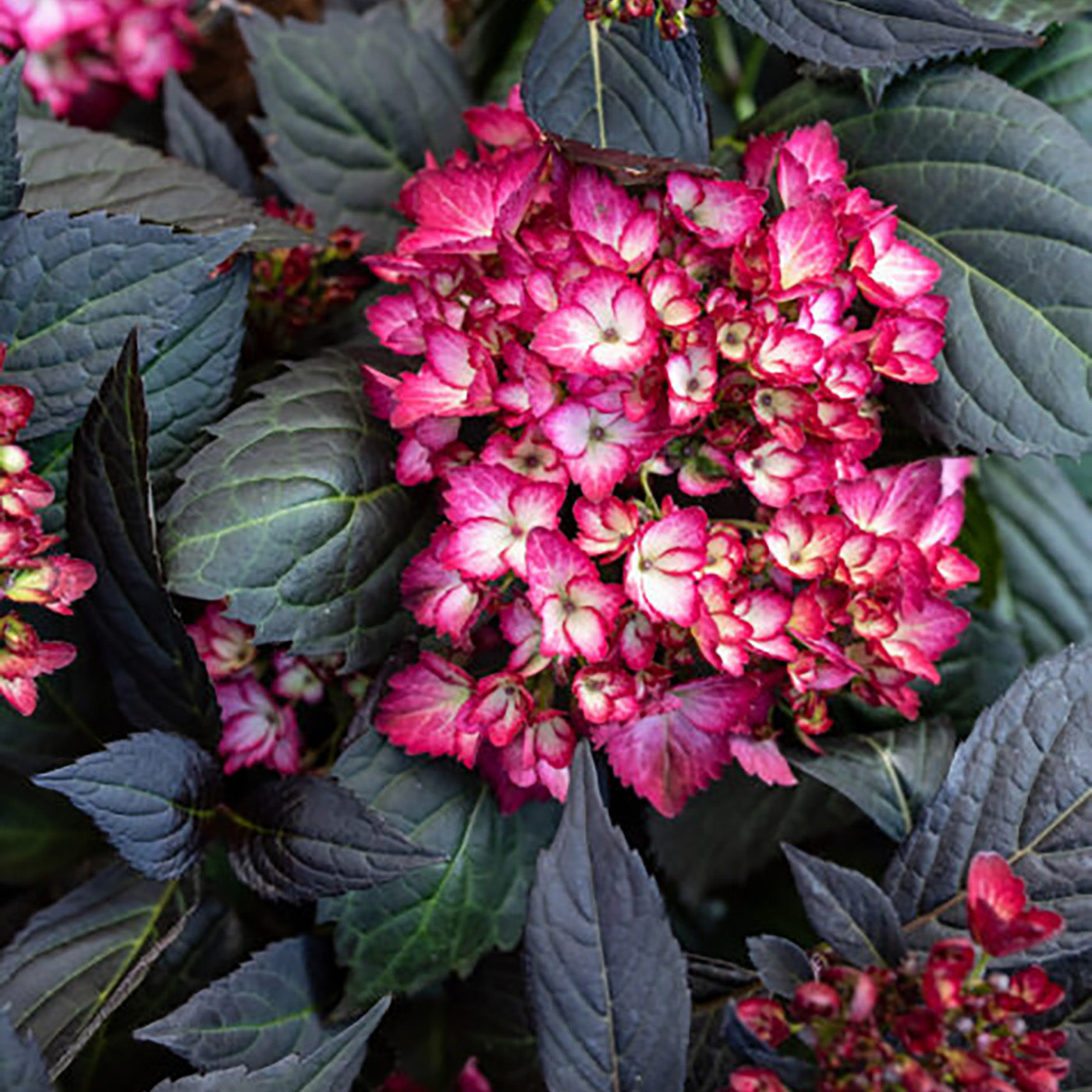 Eclipse® Bigleaf Hydrangea| Limited Release - Pickup Now