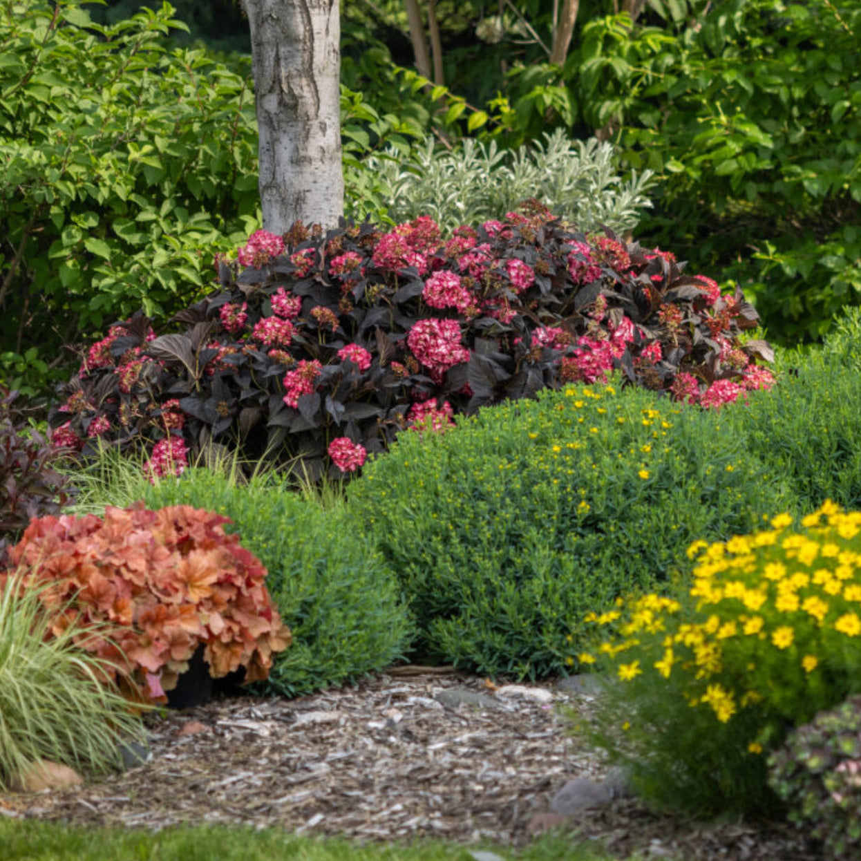 Eclipse® Bigleaf Hydrangea| Limited Release - Pickup Now