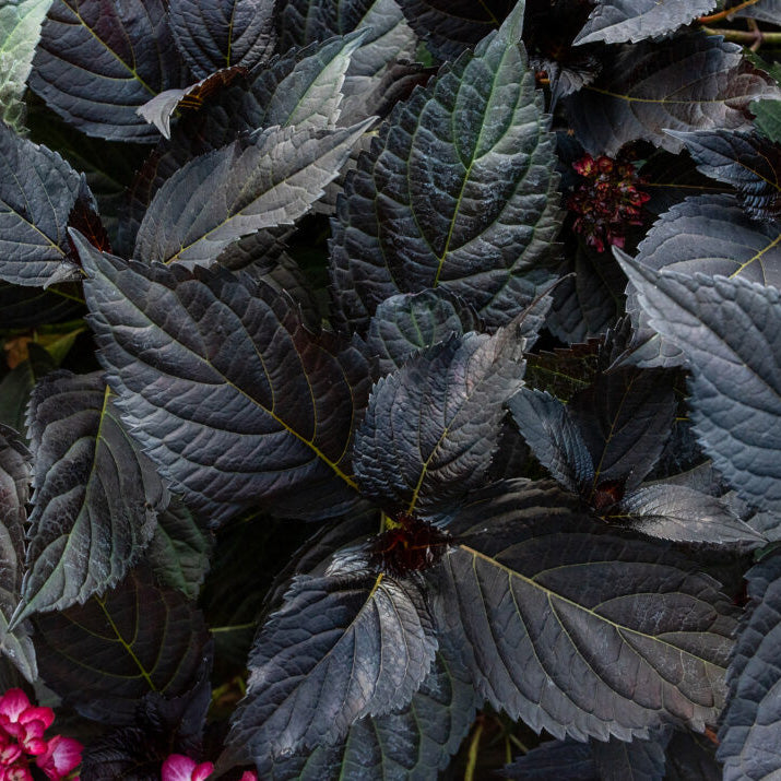 Eclipse® Bigleaf Hydrangea| Limited Release - Pickup Now