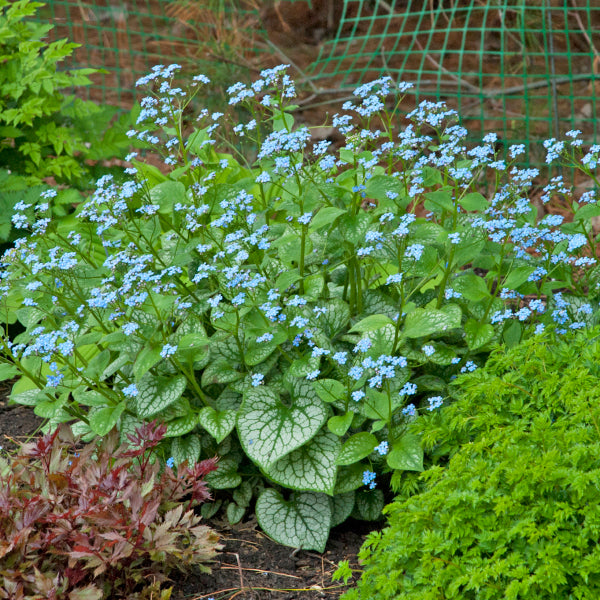 Bugloss 'Jack Frost' - Brunnera macrophylla 'Jack Frost' | Limited Release