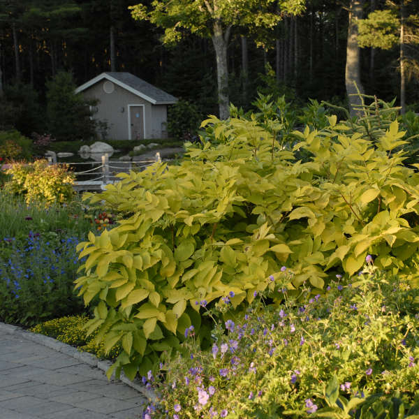 Aralia cordata 'Sun King' | Limited Release - Pickup Now