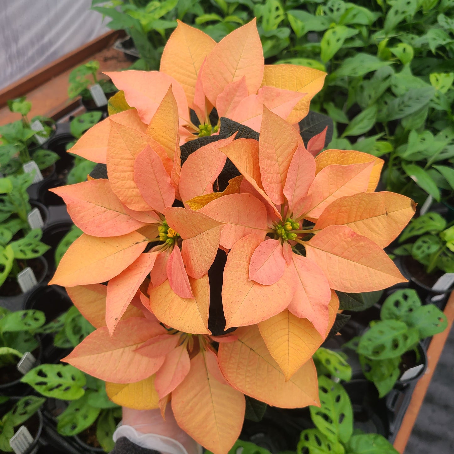 Poinsettia - Hot Coals