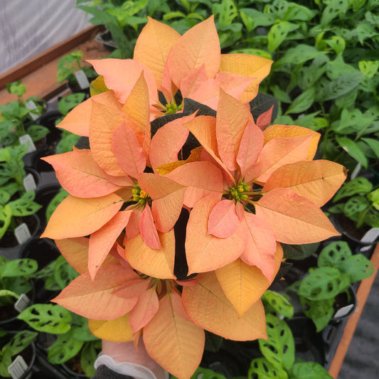 Poinsettia - Hot Coals
