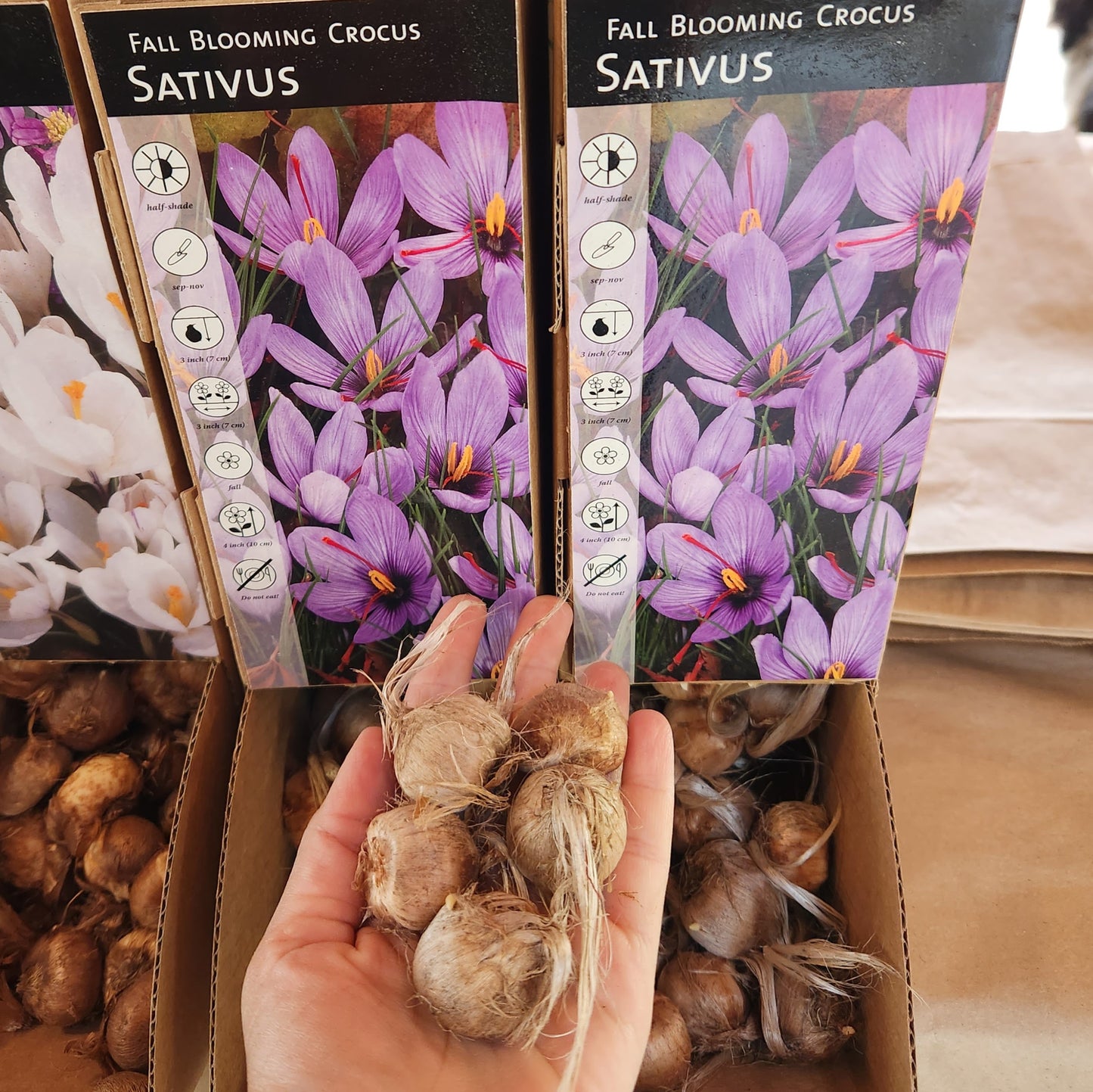 Saffron crocus ~ 25 Blubs for Pickup in Fall