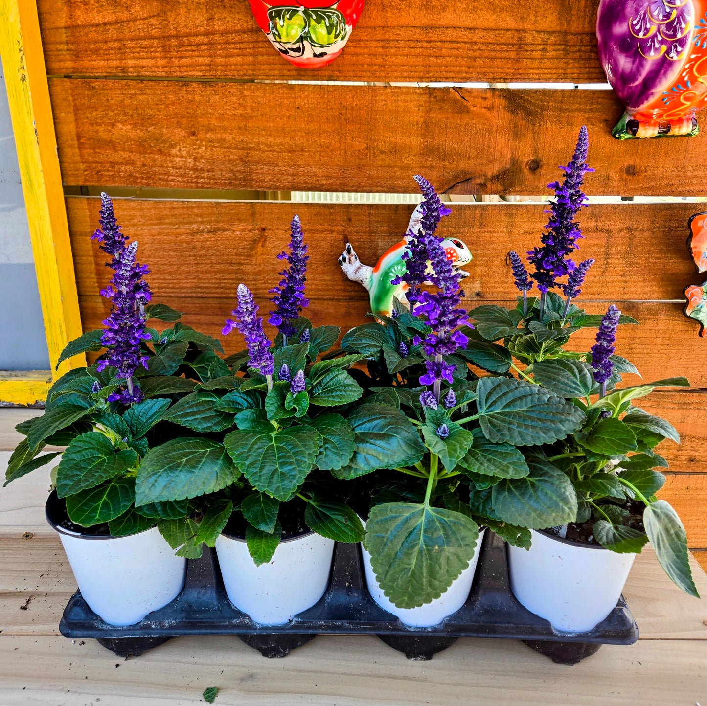 Hummongus Hummingbird Buffet Bundle | PICKUP ONLY!