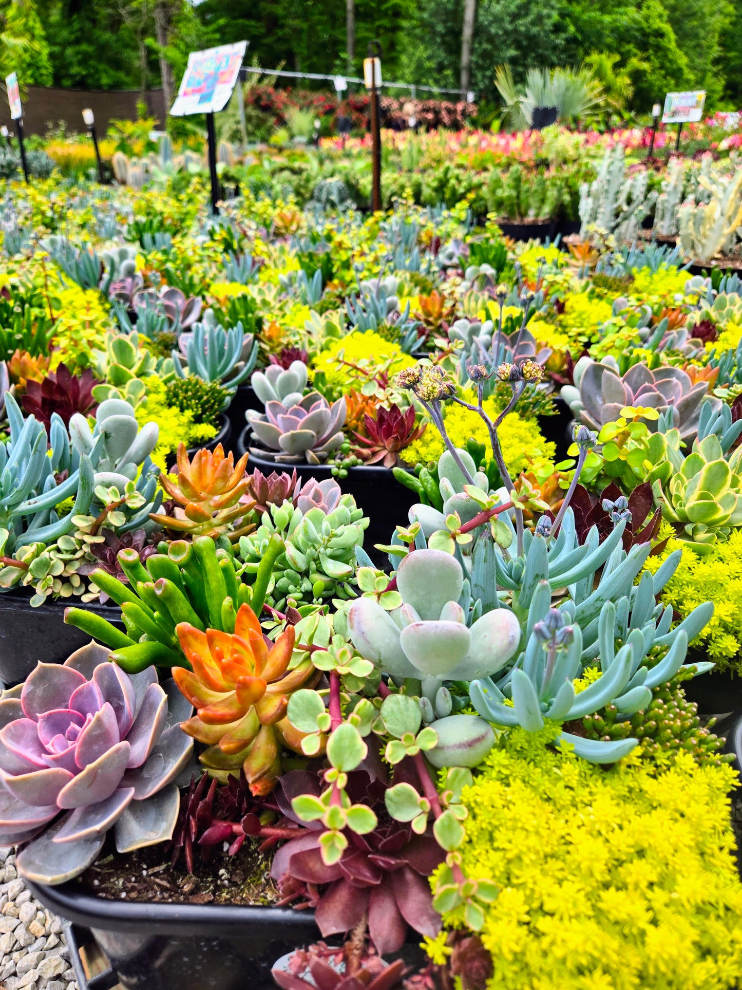 Succulent Boat | Pick Up June 17-22 2025