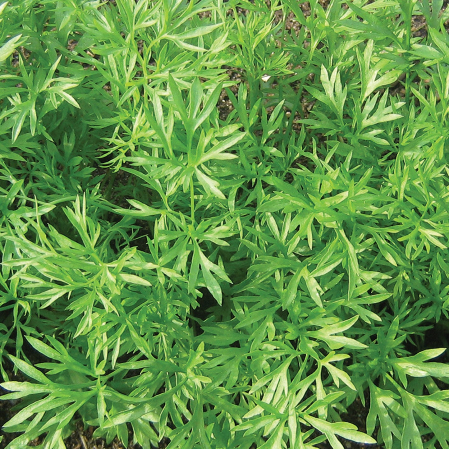 Cilantro 'Confetti' ~ Trio of 3 Hefty Plants for Preorder