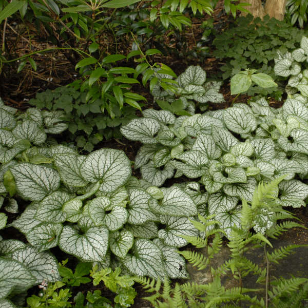 Bugloss 'Jack Frost' - Brunnera macrophylla 'Jack Frost' | Limited Release
