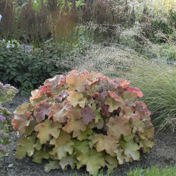 Heuchera 'Caramel' Coral Bells | Limited Release