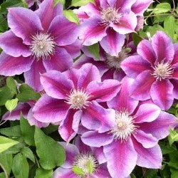 Preorder Clematis Kilian Donahue | APRIL PICKUP ONLY!