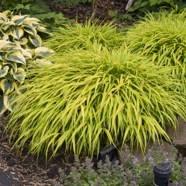 'All Gold' Japanese Forest Grass - Hakonechloa macra | Limited Release