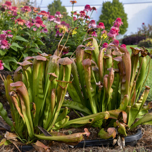 Sarracenia ‘Bug Bat’ | Limited Release for Pickup at The Ranch