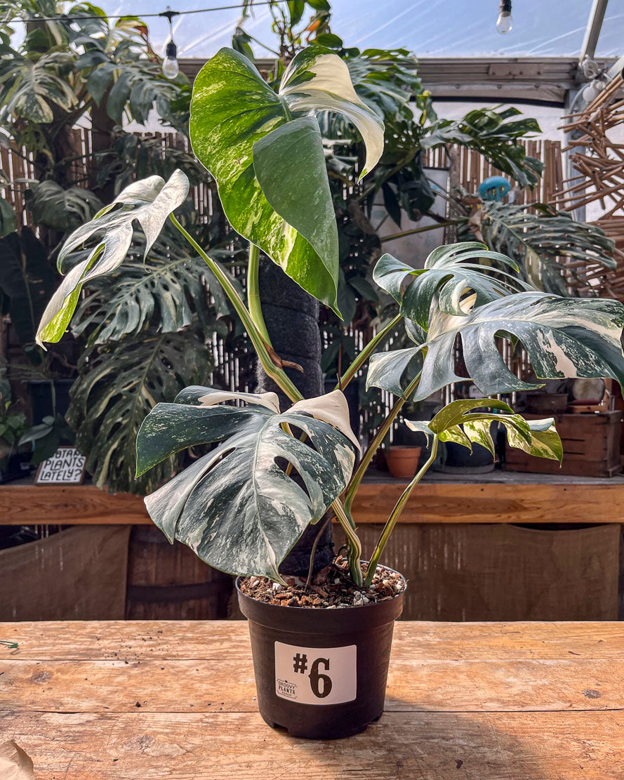 Monstera Albo Variegata in 8" Planter - Limited Release for Pickup Now
