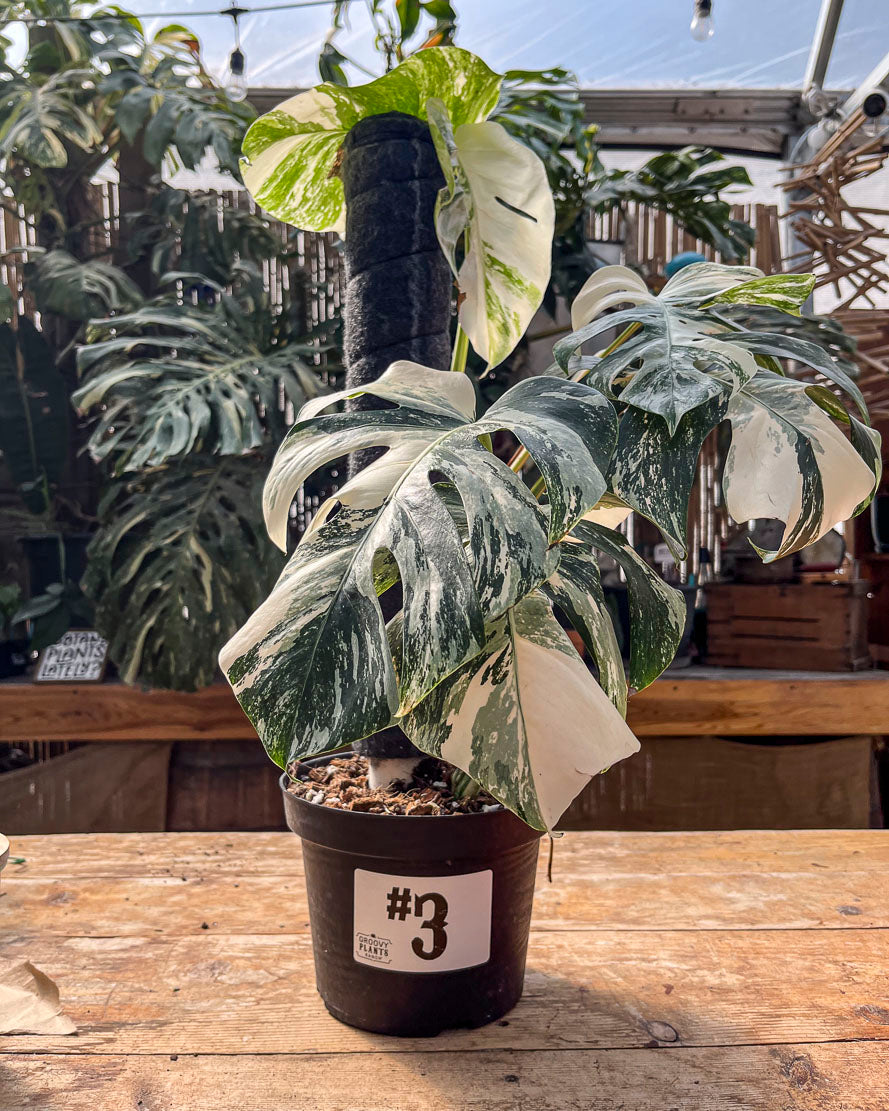 Monstera Albo Variegata in 8" Planter - Limited Release for Pickup Now