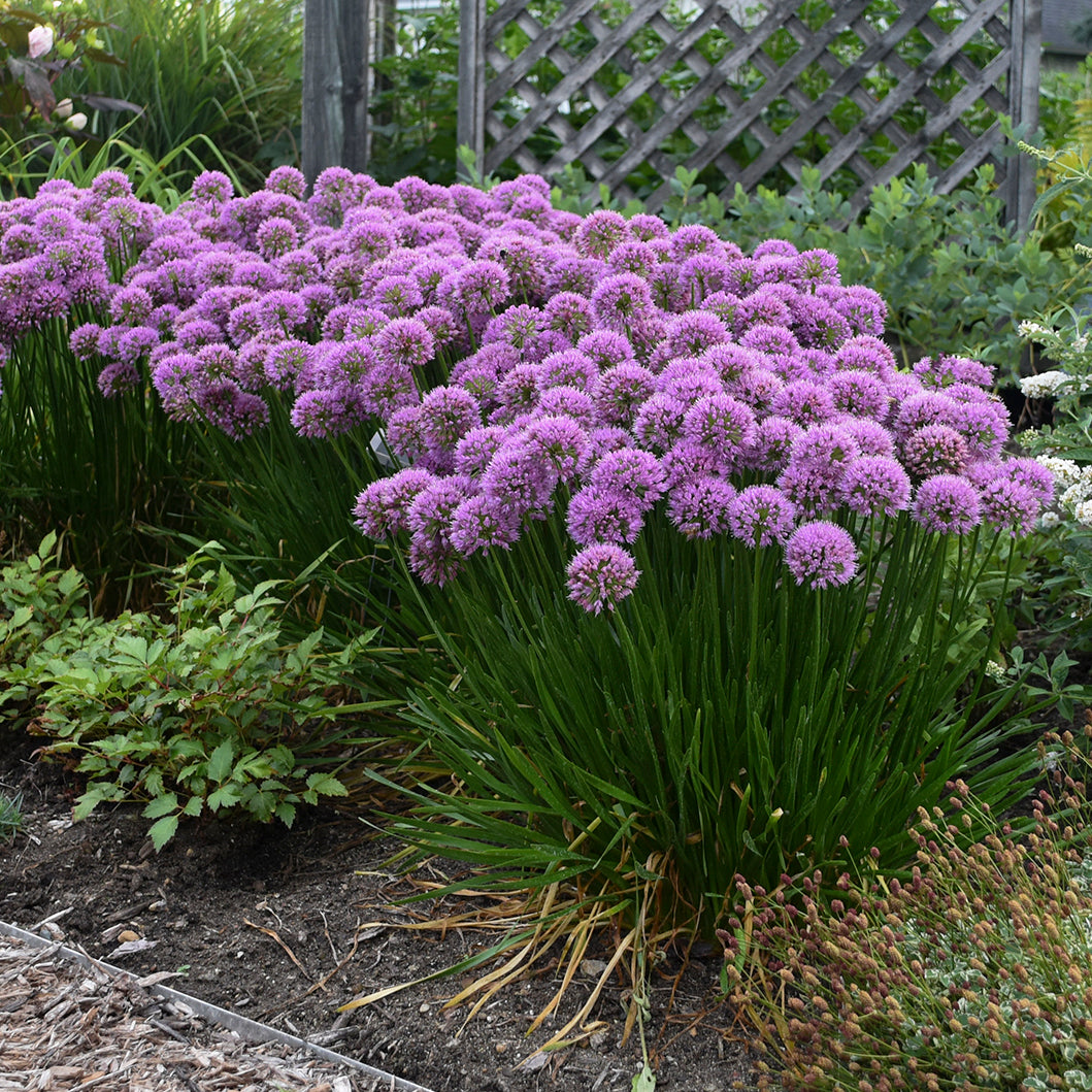 Allium 'Millenium' ~ Ping-pong Fields of 12 Hefty Plants for Preorder