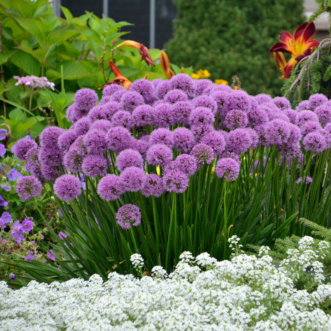 Allium 'Millenium' ~ Hefty Plants for Preorder