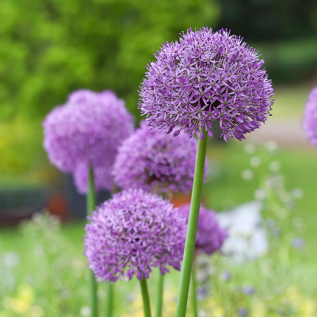 Sea of Lollypops ~ 20 Allium 'Gladiator'
