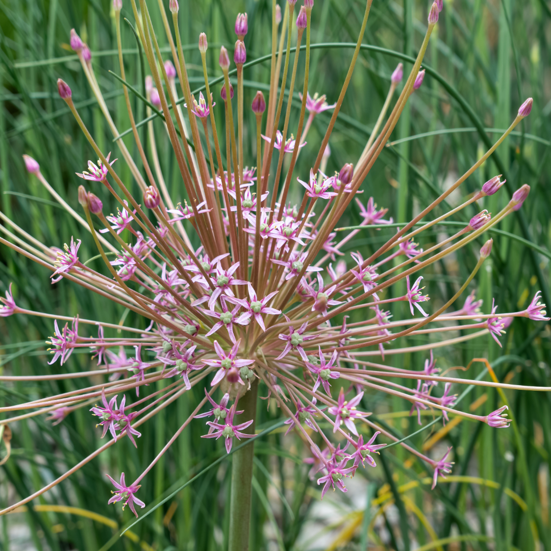 Allium 'Schubertii' ~