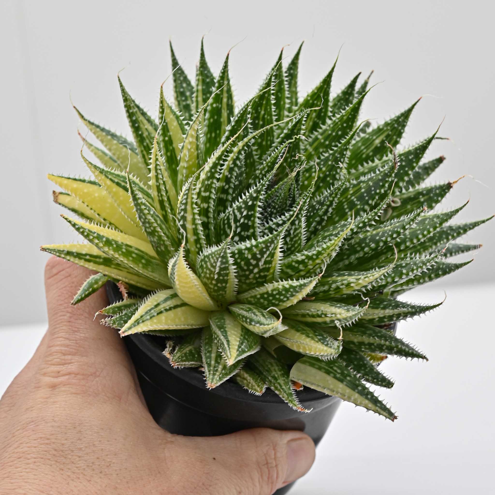 variegated aloe vera plant Variegated Lace Aloe