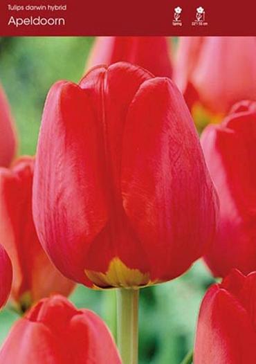 Sea of Tulips ~ 'Apeldoorn' ~ 60 Blubs for Pickup in Fall
