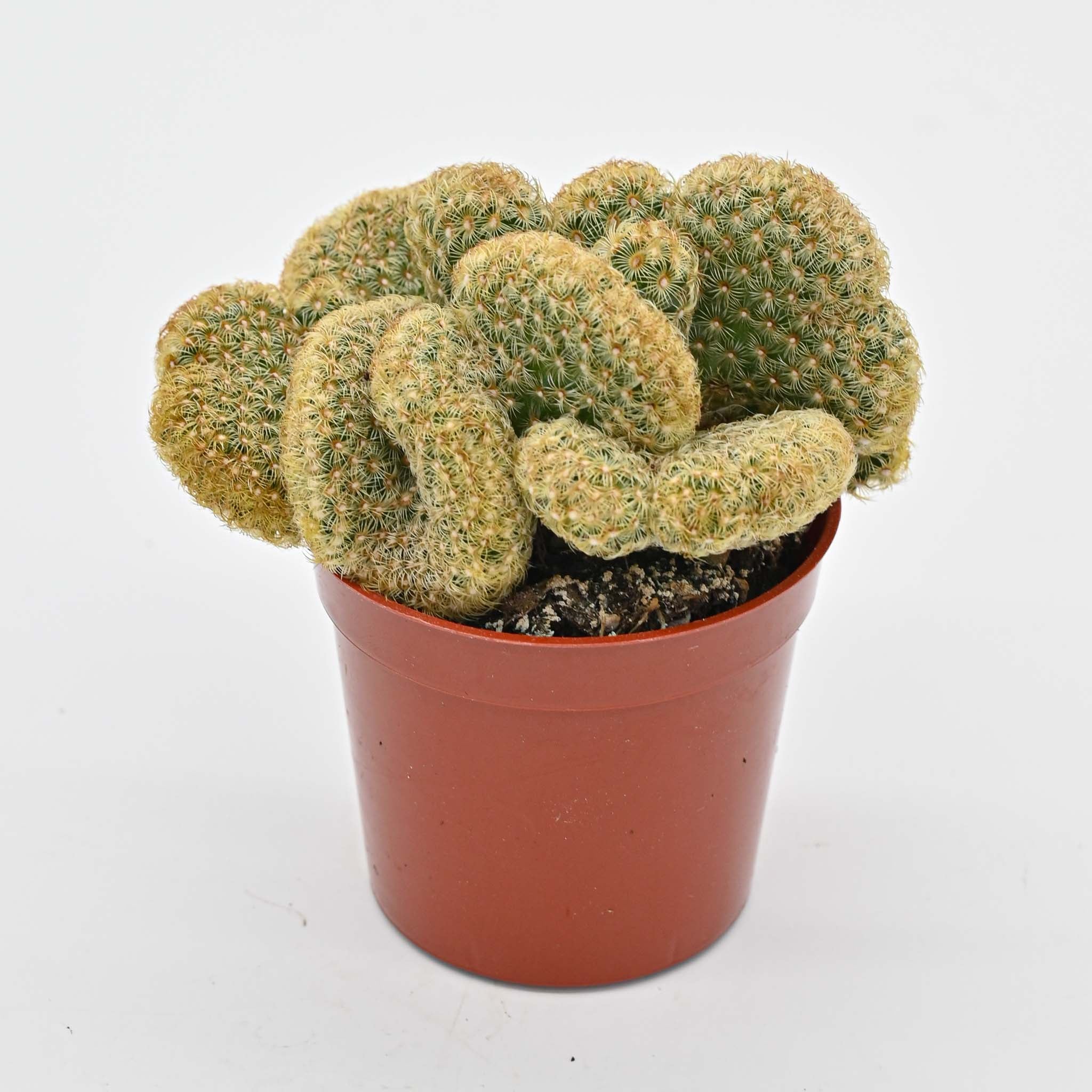 types of mammillaria cactus Brain Cactus