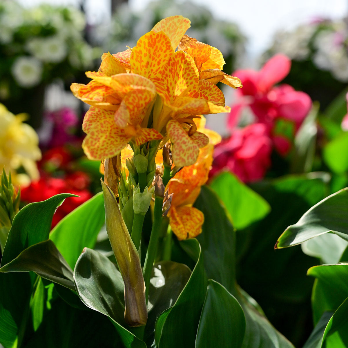 Canna Lily 'Golden Leopard' ~ Trio of 3 Hefty Plants for Preorder