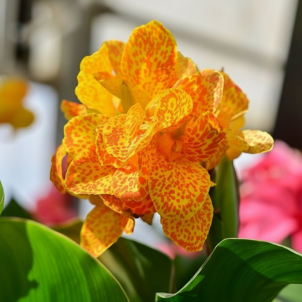 The Canna Collection ~ Field of 24 Hefty Plants for Preorder