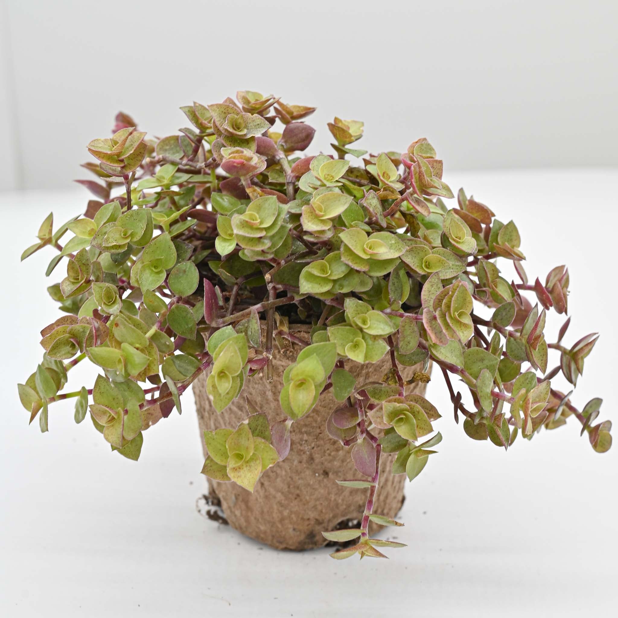 hanging basket turtle vine plant Turtle Vine