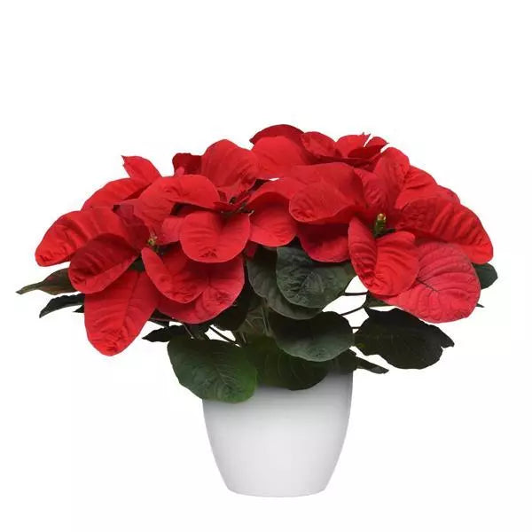 Poinsettia - Mouse Ears