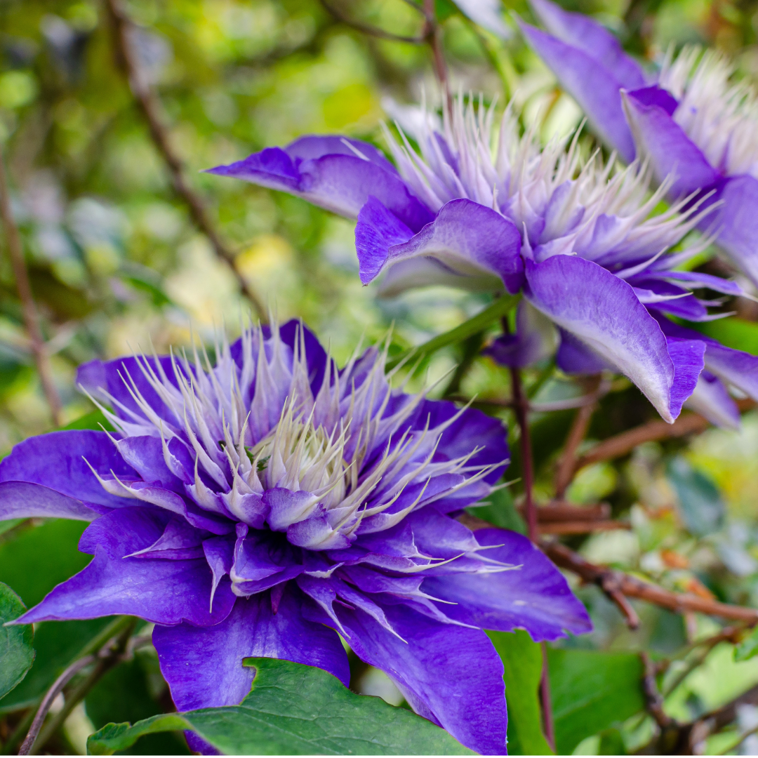 Preorder Clematis 'Multi Blue', Reblooming | APRIL PICKUP ONLY!