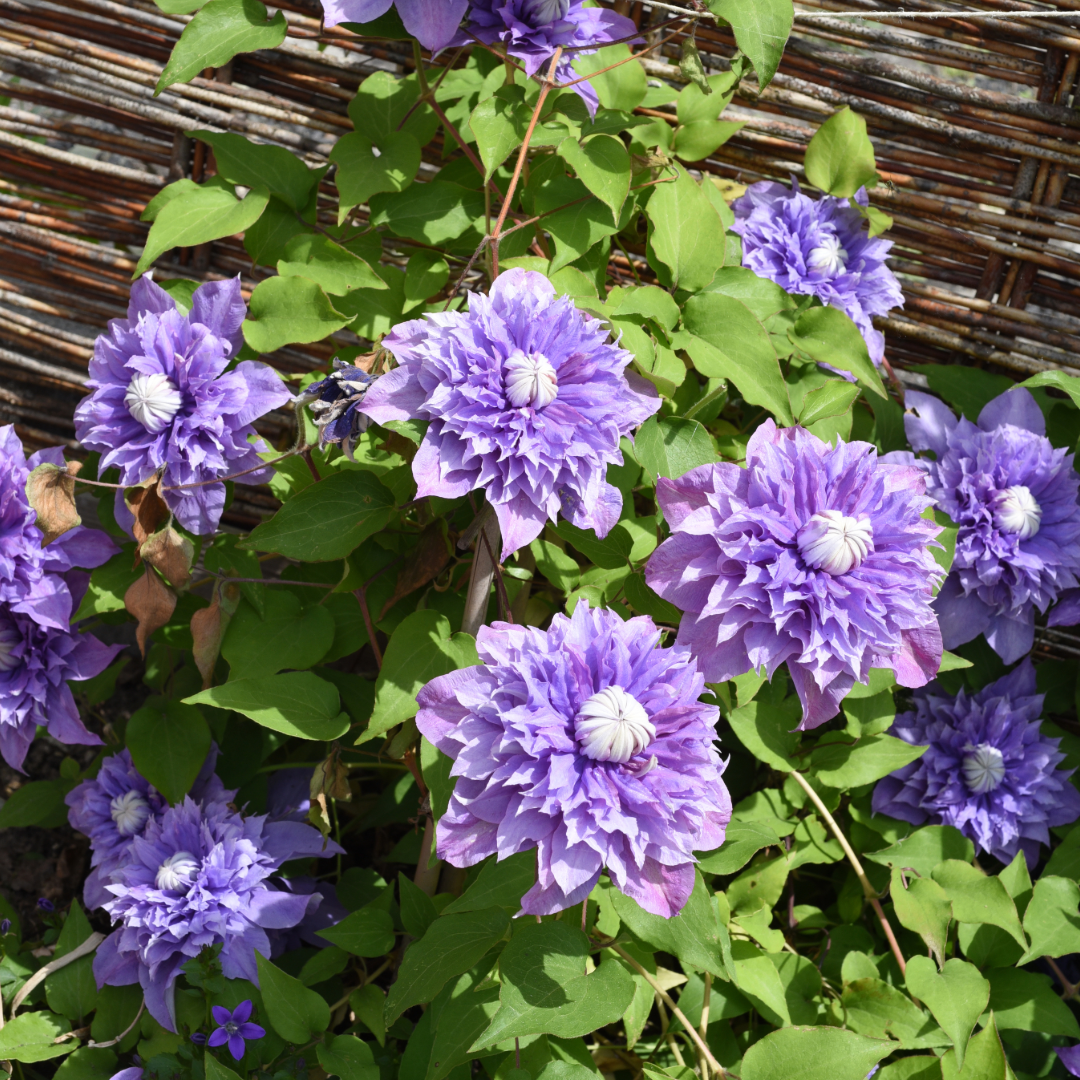 Preorder Clematis 'Multi Blue', Reblooming | APRIL PICKUP ONLY!