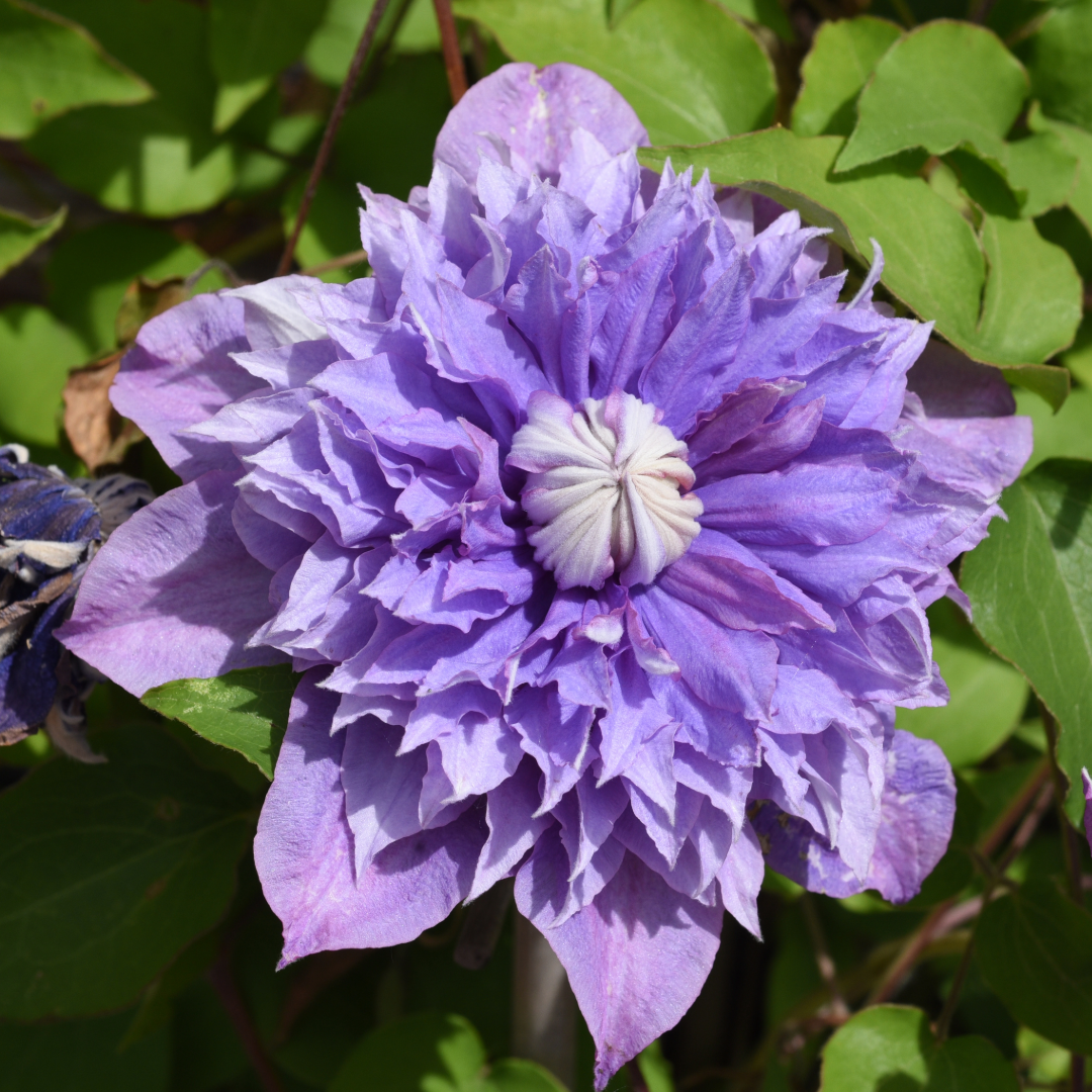 Preorder Clematis 'Multi Blue', Reblooming | APRIL PICKUP ONLY!