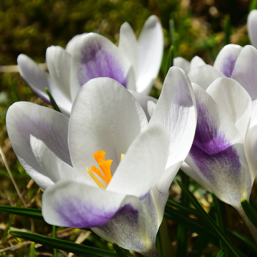 Crocus Prince Claus ~ 25 Blubs for Pickup in Fall