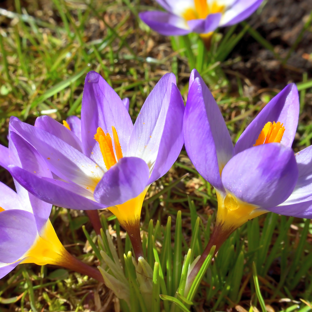 Crocus Tricolor ~ 25 Blubs for Pickup in Fall