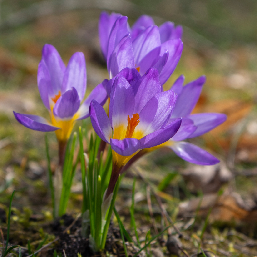 Crocus Tricolor ~ 25 Blubs for Pickup in Fall