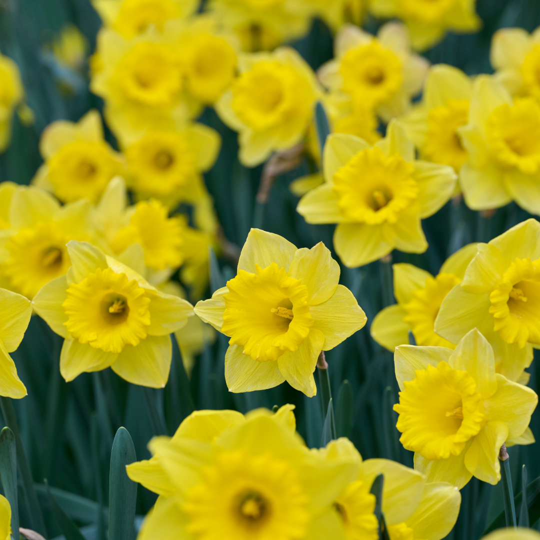 Daffodil Dutch Master ~ 20 Blubs for Pickup in Fall