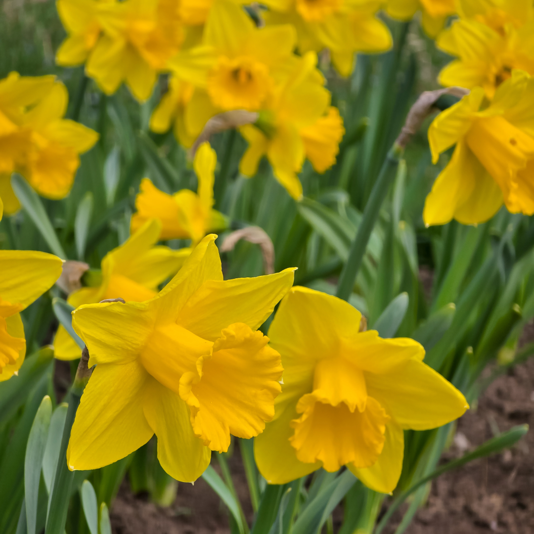 Daffodil Dutch Master ~ 20 Blubs for Pickup in Fall