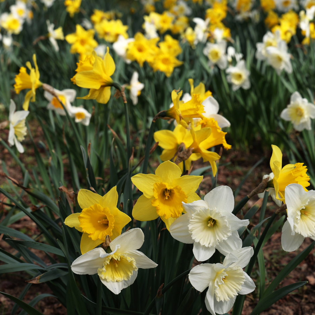 Daffodil Mixed Trumpet Mix~ 20 Blubs for Pickup in Fall