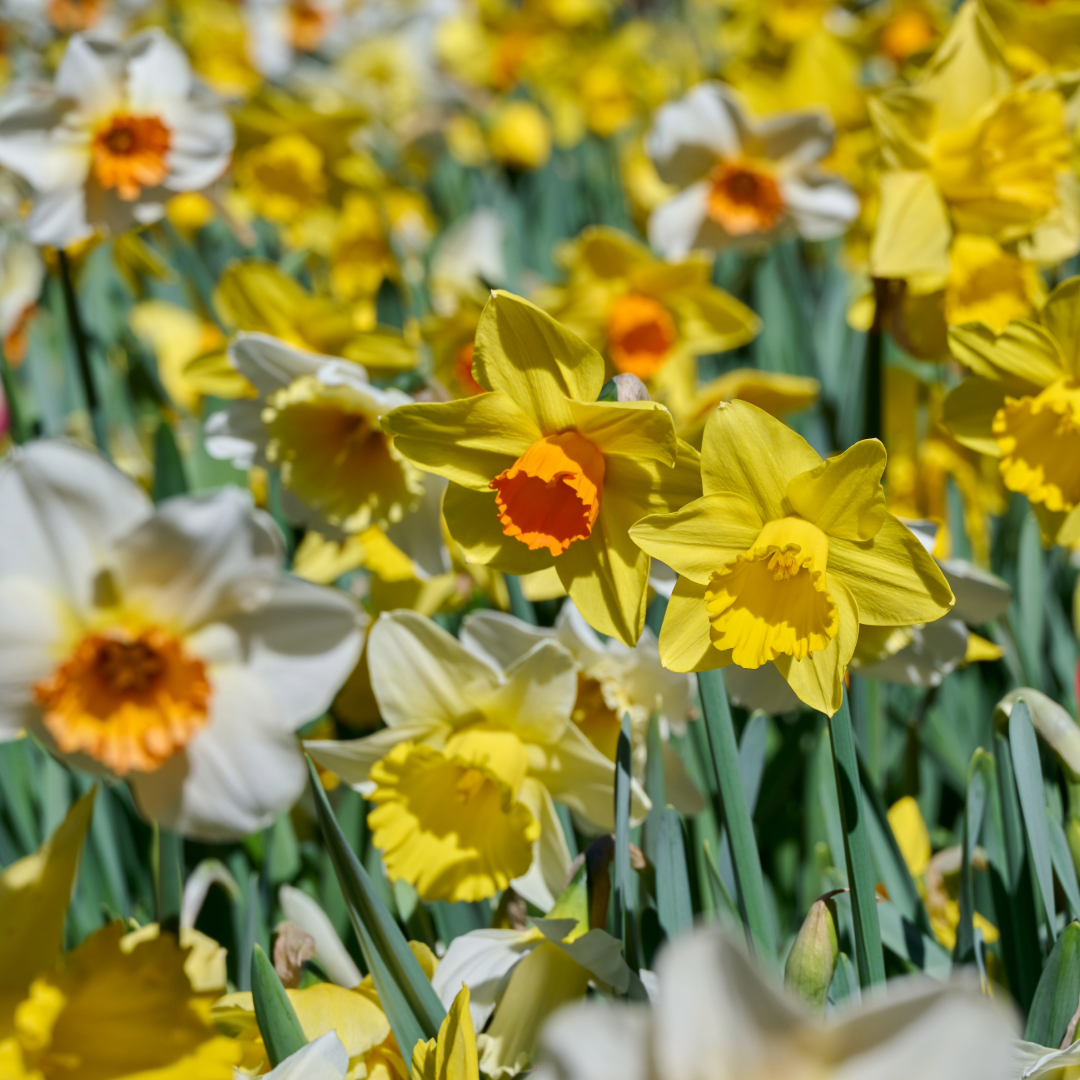 Daffodil Mixed Trumpet Mix~ 20 Blubs for Pickup in Fall