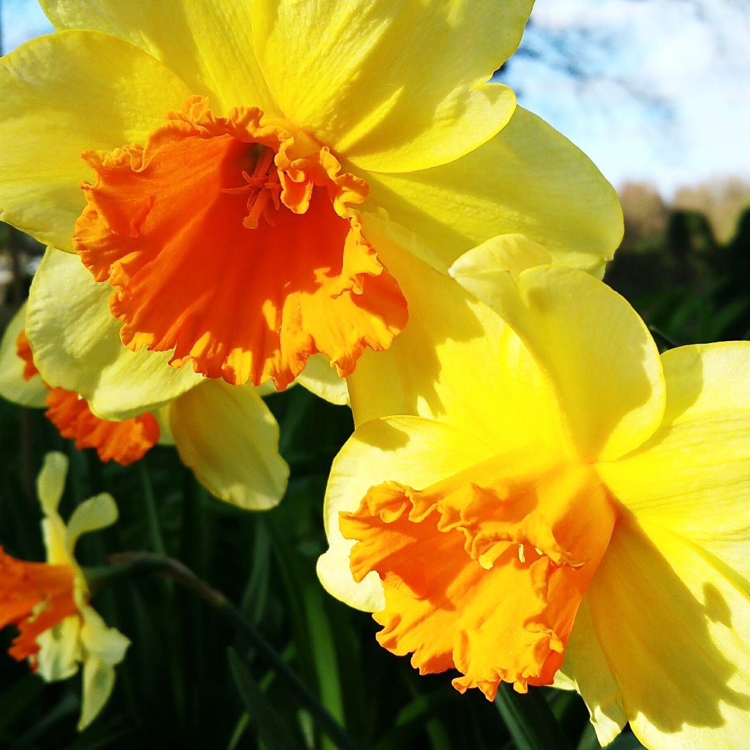 Daffodil fortissimo ~ 20 Blubs for Pickup in Fall