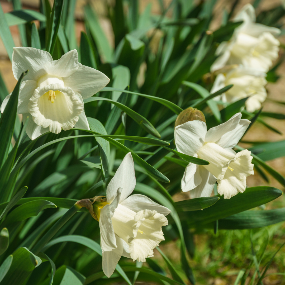 Daffodil Mount Hood ~ 20 Blubs for Pickup in Fall
