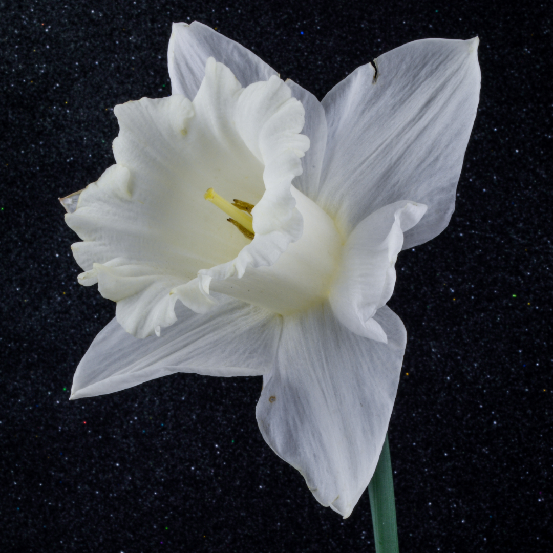 Daffodil Mount Hood ~ 20 Blubs for Pickup in Fall