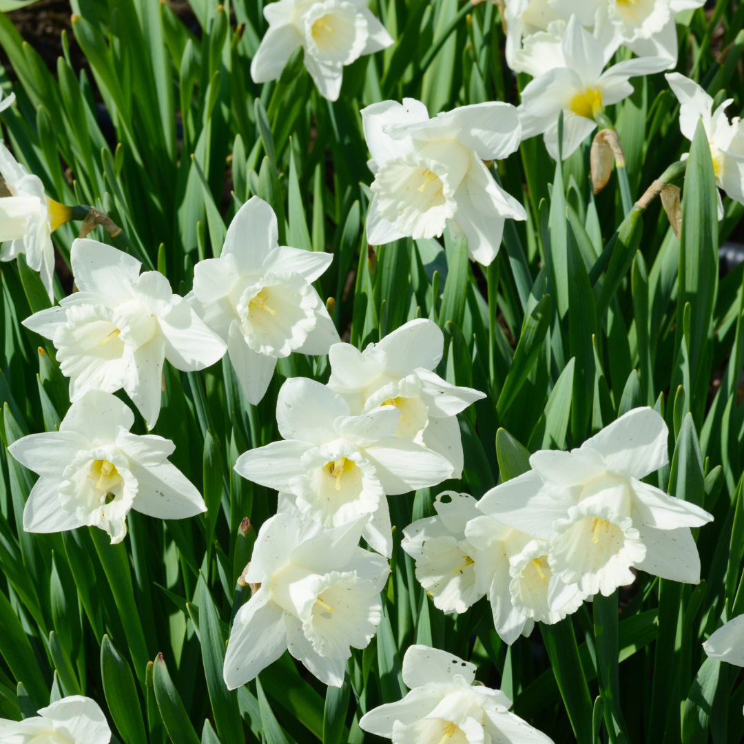 Daffodil Mount Hood ~ 20 Blubs for Pickup in Fall