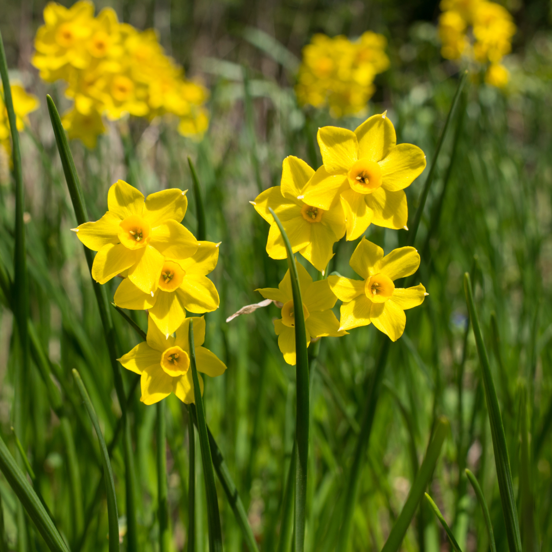 Daffodil Baby Boomer ~ 20 Blubs for Pickup in Fall