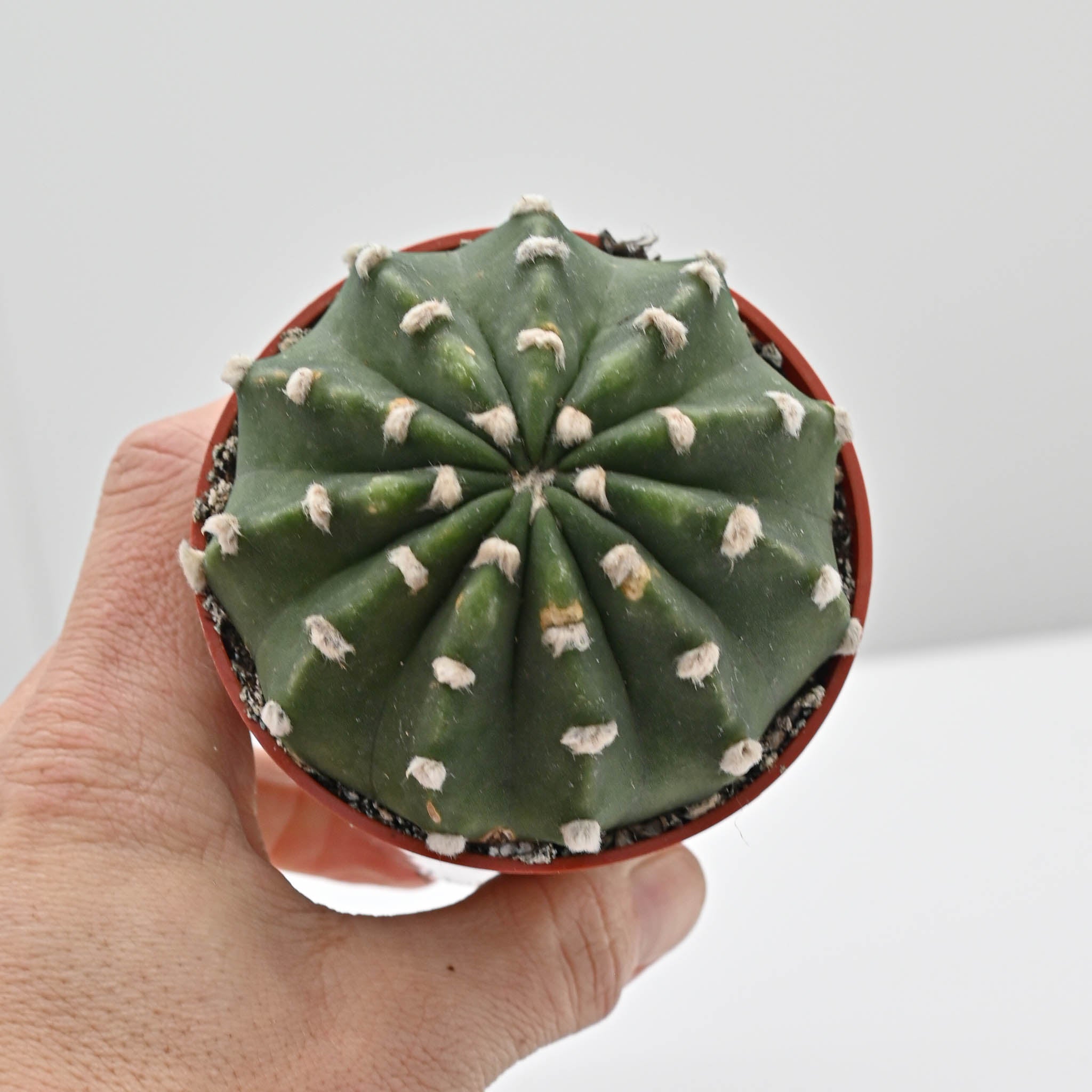 Domino Cactus