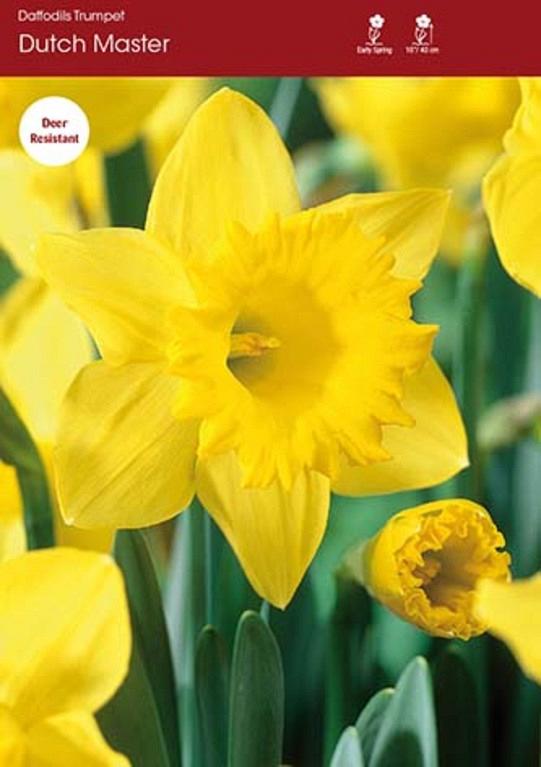 Daffodil Dutch Master ~ 20 Blubs for Pickup in Fall